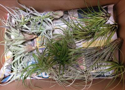 Bromeliad Tillandsia Assortment Box of 25 Medium